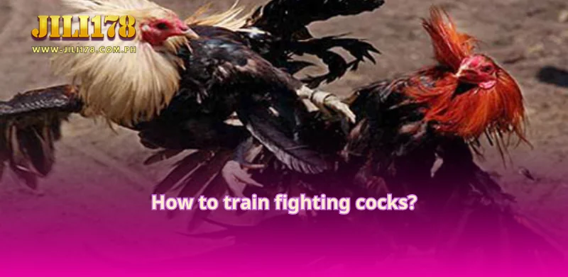 How to train fighting cocks