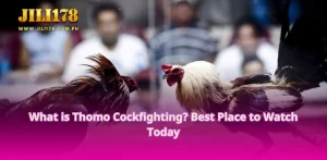 Thomo Cockfighting