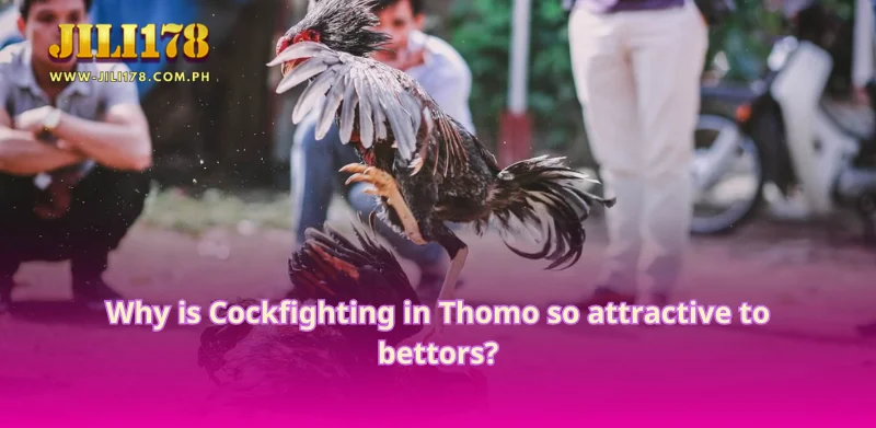 Why is Cockfighting in Thomo so attractive to bettors?